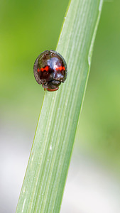 Chilocorus bipustulatus Coccinelle des landes Heather Ladybird