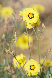 Cistus halimifolius (Cistaceae)  - Ciste à feuilles d'halimium, Ciste jaune El Condado [Espagne] 10/05/2015 - 20m