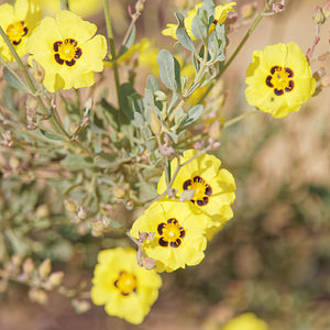 Cistus halimifolius (Cistaceae)  - Ciste à feuilles d'halimium, Ciste jaune El Condado [Espagne] 10/05/2015 - 20m