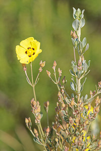 Cistus halimifolius (Cistaceae)  - Ciste à feuilles d'halimium, Ciste jaune El Condado [Espagne] 10/05/2015 - 20m