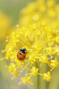 Coccinella septempunctata (Coccinellidae)  - Coccinelle à 7 points, Coccinelle, Bête à bon Dieu - Seven-spot Ladybird Nororma [Espagne] 06/05/2015 - 620m