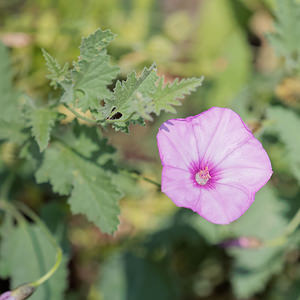 Convolvulus althaeoides (Convolvulaceae)  - Liseron fausse mauve - Mallow-leaved Bindweed Nororma [Espagne] 06/05/2015 - 520m