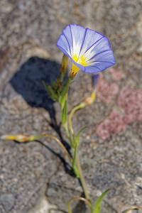 Convolvulus meonanthus (Convolvulaceae)  Sierra de Cadix [Espagne] 08/05/2015 - 810m