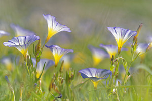 Convolvulus meonanthus