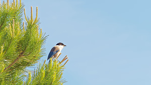 Cyanopica cyanus (Corvidae)  - Pie bleue El Condado [Espagne] 10/05/2015 - 20m