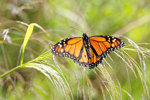 Danaus plexippus (Nymphalidae)  - Monarque, Monarque américain - Milkweed [butterfly] Comarca de la Costa Granadina [Espagne] 12/05/2015