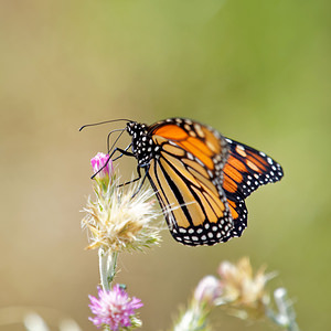 Danaus plexippus (Nymphalidae)  - Monarque, Monarque américain - Milkweed [butterfly] Comarca de la Costa Granadina [Espagne] 12/05/2015