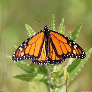 Danaus plexippus (Nymphalidae)  - Monarque, Monarque américain - Milkweed [butterfly] Comarca de la Costa Granadina [Espagne] 12/05/2015