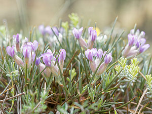 Erinacea anthyllis Érinacée anthyllide, Cytise hérisson, Érinacée piquante