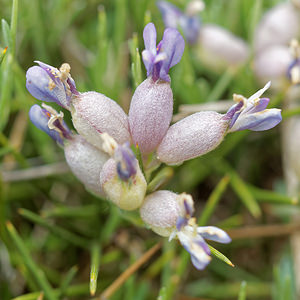 Erinacea anthyllis (Fabaceae)  - Érinacée anthyllide, Cytise hérisson, Érinacée piquante Jaen [Espagne] 05/05/2015 - 1260m