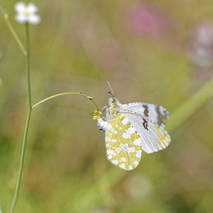 Euchloe crameri (Pieridae)  - Piéride des Biscutelles Nororma [Espagne] 06/05/2015 - 670m