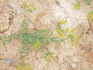 Euphorbia platyphyllos (Euphorbiaceae)  - Euphorbe à feuilles larges, Euphorbe à feuilles plates - Broad-leaved Spurge Albacete [Espagne] 04/05/2015 - 610m