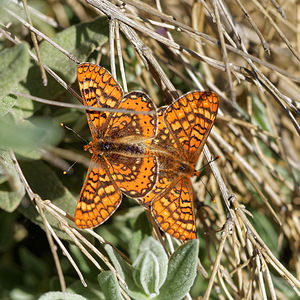 Euphydryas aurinia (Nymphalidae)  - Damier de la Succise - Marsh Fritillary Nororma [Espagne] 06/05/2015 - 700m