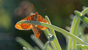 Euphydryas aurinia (Nymphalidae)  - Damier de la Succise - Marsh Fritillary Nororma [Espagne] 06/05/2015 - 700m