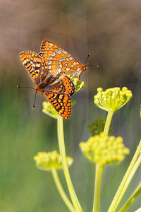 Euphydryas aurinia Damier de la Succise Marsh Fritillary