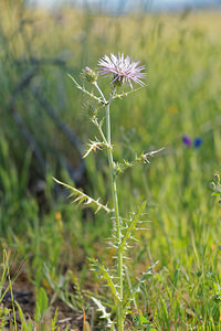 Galactites tomentosus (Asteraceae)  - Galactitès tomenteux, Galactitès élégant, Centaurée galactitès, Centaurée tomenteuse Antequera [Espagne] 06/05/2015 - 690m