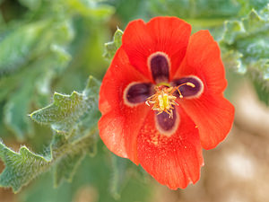 Glaucium corniculatum Pavot cornu Red Horned-poppy