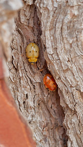 Harmonia quadripunctata (Coccinellidae)  - Coccinelle à quatre points - Four-spot Ladybird [Harmonia quadripunctata] Verger-de-Murcie [Espagne] 14/05/2015 - 90m