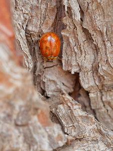 Harmonia quadripunctata (Coccinellidae)  - Coccinelle à quatre points - Four-spot Ladybird [Harmonia quadripunctata] Verger-de-Murcie [Espagne] 14/05/2015 - 90m