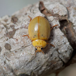 Harmonia quadripunctata Coccinelle à quatre points Four-spot Ladybird [Harmonia quadripunctata]