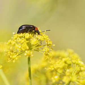 Heliotaurus ruficollis (Tenebrionidae)  Nororma [Espagne] 05/05/2015 - 600m