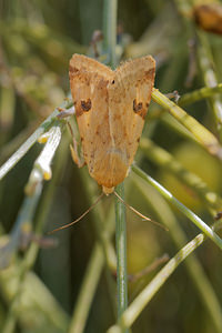 Heliothis peltigera (Noctuidae)  - Noctuelle peltigère - Bordered Straw Comarque metropolitaine de Huelva [Espagne] 11/05/2015 - 10m