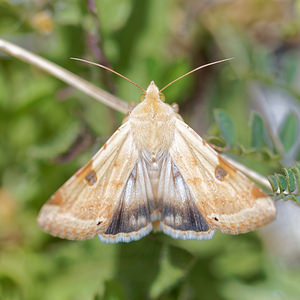 Heliothis peltigera (Noctuidae)  - Noctuelle peltigère - Bordered Straw Comarca de la Alpujarra Granadina [Espagne] 13/05/2015 - 1620m