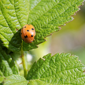 Henosepilachna argus (Coccinellidae)  - Coccinelle de la Bryone Aveyron [France] 02/05/2015 - 640m