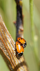 Hippodamia variegata (Coccinellidae)  - Coccinelle des friches - Adonis' Ladybird Comarque metropolitaine de Huelva [Espagne] 11/05/2015 - 10m