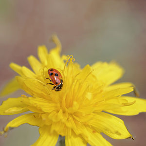 Hippodamia variegata (Coccinellidae)  - Coccinelle des friches - Adonis' Ladybird Comarca del Valle de Lecrin [Espagne] 12/05/2015 - 1350m