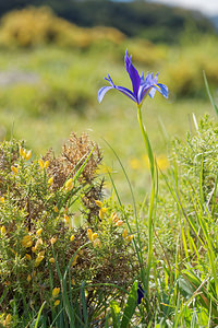 Iris xiphium (Iridaceae)  - Iris à feuilles en forme de glaive, Iris d'Espagne - Spanish Iris Sierra de Cadix [Espagne] 08/05/2015 - 810m