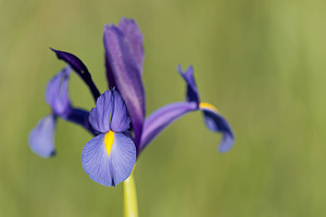 Iris xiphium (Iridaceae)  - Iris à feuilles en forme de glaive, Iris d'Espagne - Spanish Iris Sierra de Cadix [Espagne] 09/05/2015 - 890m