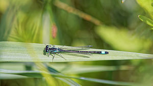 Ischnura elegans (Coenagrionidae)  - Agrion élégant - Blue-tailed Damselfly Landes [France] 17/05/2015 - 20m