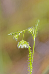 Lagoecia cuminoides (Apiaceae)  - Lagécie faux cumin Nororma [Espagne] 06/05/2015 - 550m
