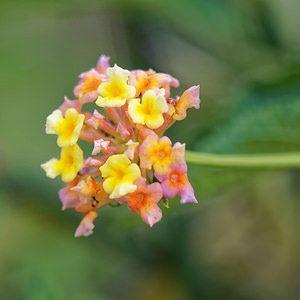 Lantana camara (Verbenaceae)  - Lantanier camara, Lantana - Lantana, Common lantana, Large leaf lantana, Pink-flowered lantana, Prickly lantana, West Indian lantana, Wild-sage, Red-sage, White-sage, Tickberry, Red-flowered sage, Shrub verbena, Yellow sage Comarca de la Costa Granadina [Espagne] 13/05/2015