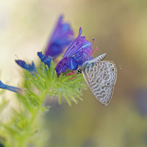 Leptotes pirithous (Lycaenidae)  - Azuré de la Luzerne, Azuré de Lang, Argus courte-queue, Petit Argus porte-queue - Lang's Short-tailed Blue El Condado [Espagne] 09/05/2015 - 10m