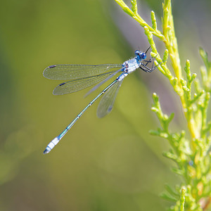 Lestes macrostigma (Lestidae)  - Leste à grands ptérostigmas, Leste à grands stigmas El Condado [Espagne] 10/05/2015 - 20m