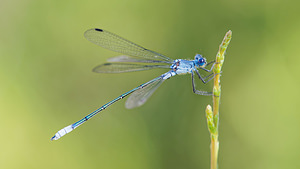 Lestes macrostigma (Lestidae)  - Leste à grands ptérostigmas, Leste à grands stigmas El Condado [Espagne] 10/05/2015 - 20m