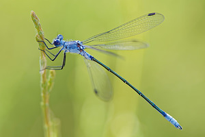 Lestes macrostigma (Lestidae)  - Leste à grands ptérostigmas, Leste à grands stigmas El Condado [Espagne] 10/05/2015 - 20m