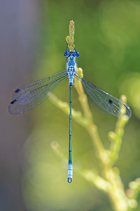 Lestes macrostigma (Lestidae)  - Leste à grands ptérostigmas, Leste à grands stigmas El Condado [Espagne] 10/05/2015 - 20m