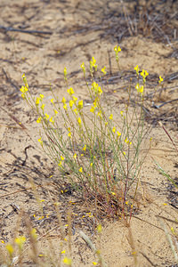 Linaria viscosa (Plantaginaceae)  - Linaire visqueuse El Condado [Espagne] 10/05/2015 - 20m