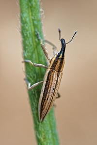 Lixus anguinus (Curculionidae)  Albacete [Espagne] 04/05/2015 - 450m