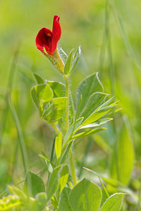 Lotus tetragonolobus (Fabaceae)  - Lotier tétragonolobe, Tétragonolobe pourpre, Lotier pourpre, Lotier rouge - Asparagus-pea Sierra de Cadix [Espagne] 08/05/2015 - 800m