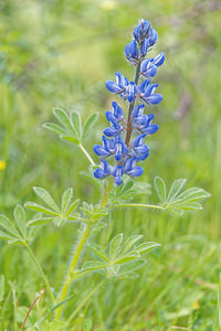 Lupinus micranthus (Fabaceae)  - Lupin à petites fleurs, Lupin de Gussone - Bitter Blue-lupin Sierra de Cadix [Espagne] 08/05/2015 - 800m