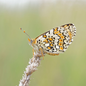 Melitaea cinxia (Nymphalidae)  - Mélitée du Plantain - Glanville Fritillary Pyrenees-Orientales [France] 02/05/2015 - 40m