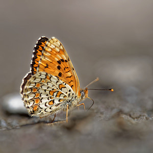 Melitaea phoebe (Nymphalidae)  - Mélitée des Centaurées, Grand Damier Comarca de la Alpujarra Granadina [Espagne] 13/05/2015 - 1550m