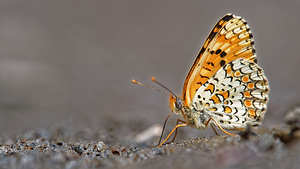 Melitaea phoebe (Nymphalidae)  - Mélitée des Centaurées, Grand Damier Comarca de la Alpujarra Granadina [Espagne] 13/05/2015 - 1550m