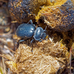 Morica planata (Tenebrionidae)  Valle del Guadalhorce [Espagne] 07/05/2015 - 510m