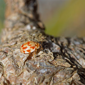 Myrrha octodecimguttata (Coccinellidae)  - Coccinelle des pins - 18-spot Ladybird Verger-de-Murcie [Espagne] 15/05/2015 - 90m