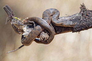 Natrix maura (Natricidae)  - Couleuvre vipérine - Viperine Snake El Condado [Espagne] 10/05/2015 - 40m